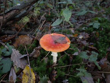Champignon; Mushroom