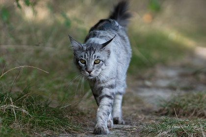 Les Chats