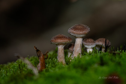 Mushroom