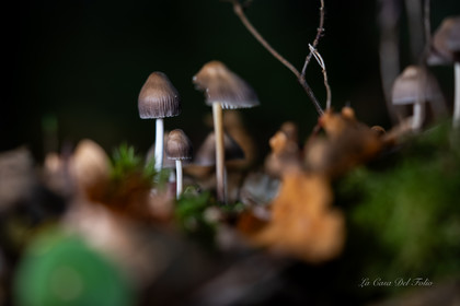Mushroom