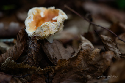 Mushroom