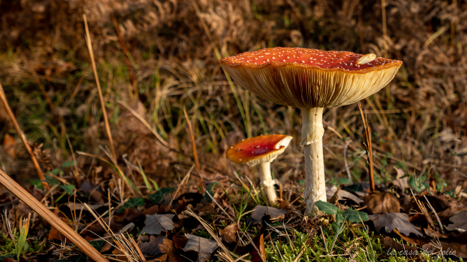 Champignon; Mushroom