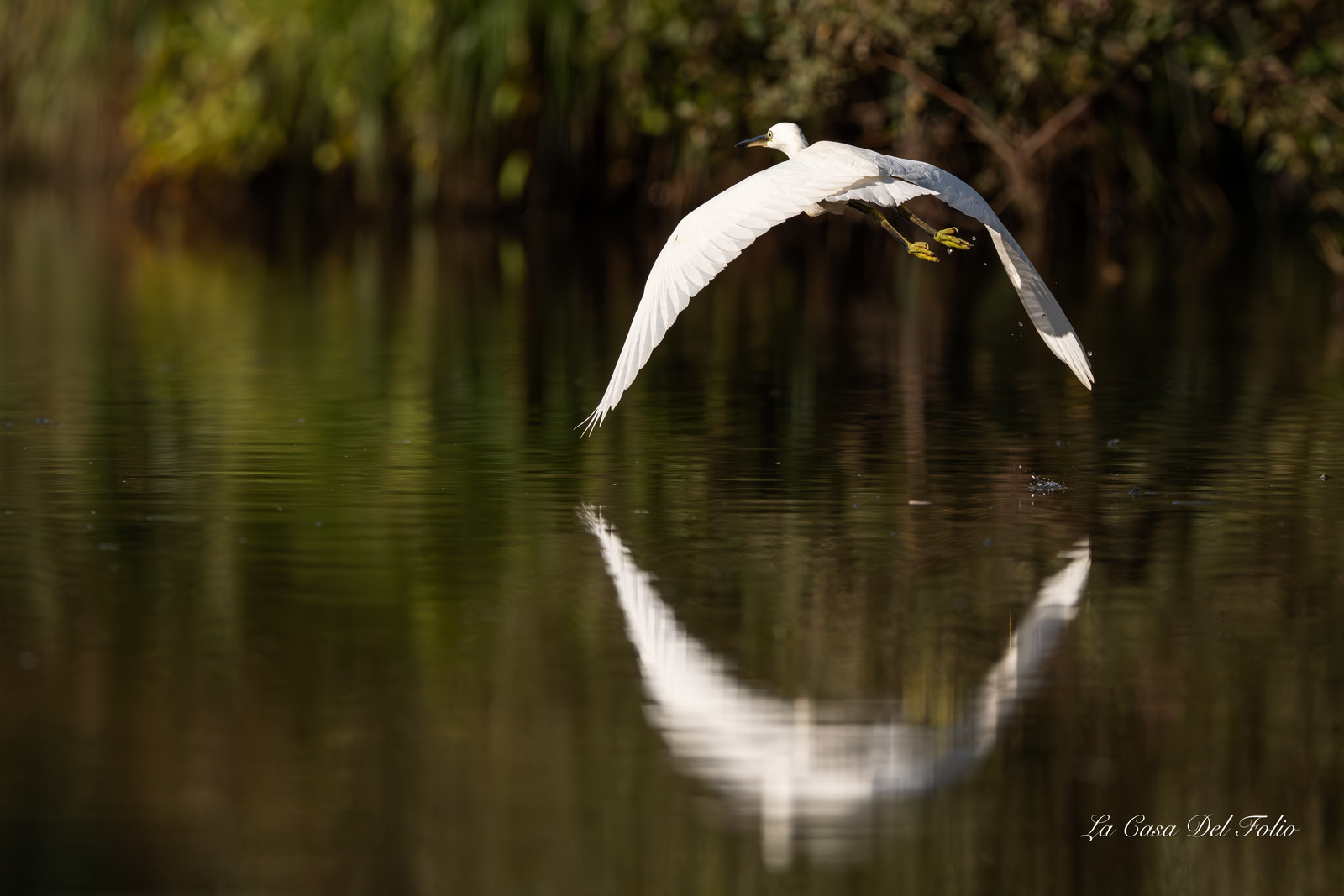 Aigrette garzette, Parc de la Brière