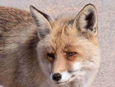 Renard sauvage