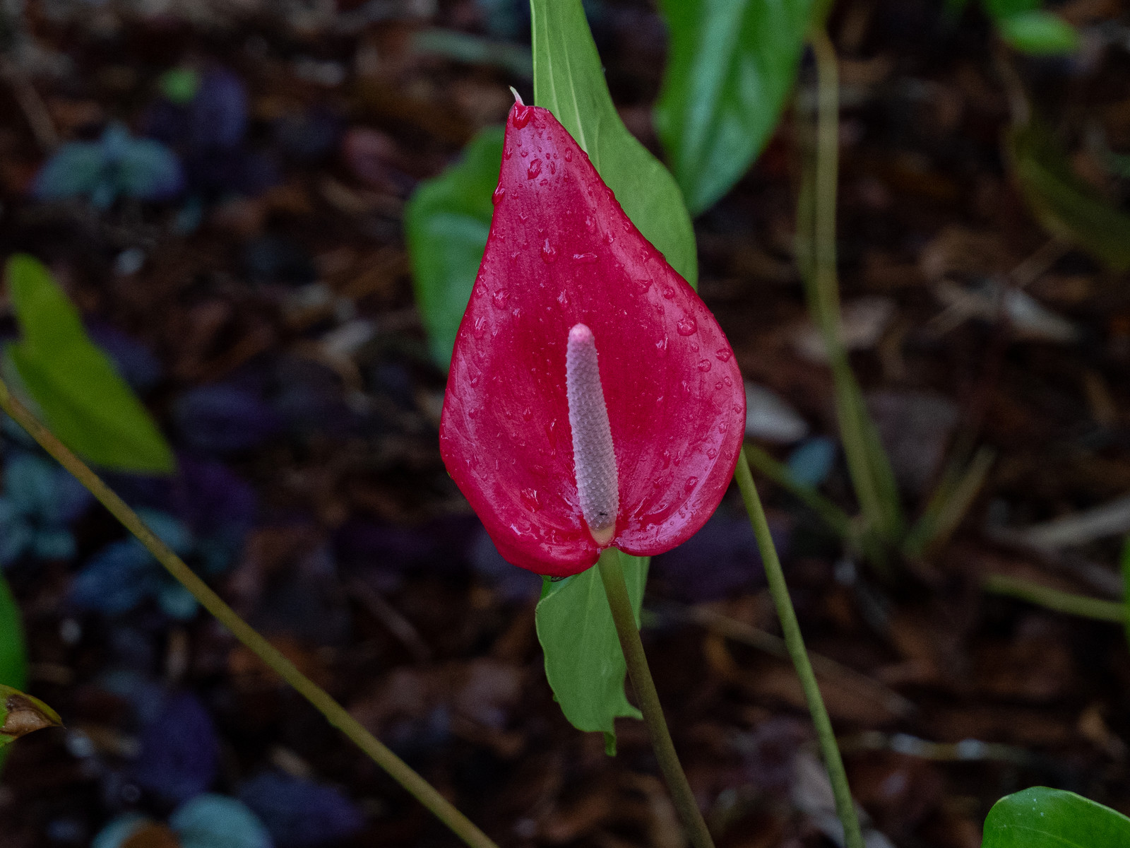 Flamant rose   Anthurium scherzerianum