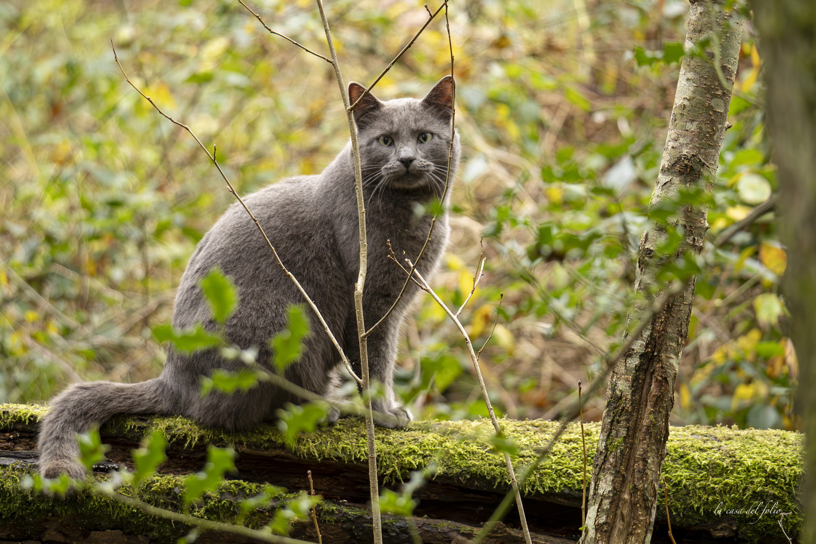 Chat en forêt