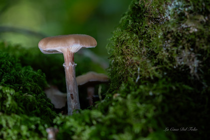Mushroom