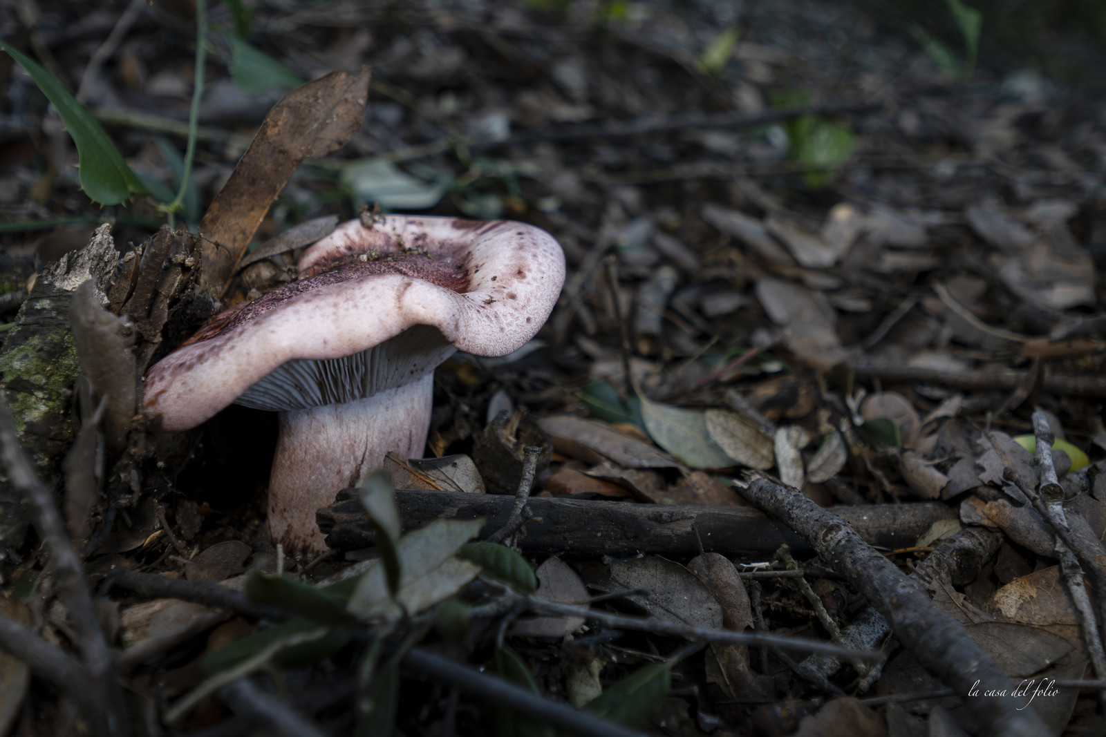 mushroom