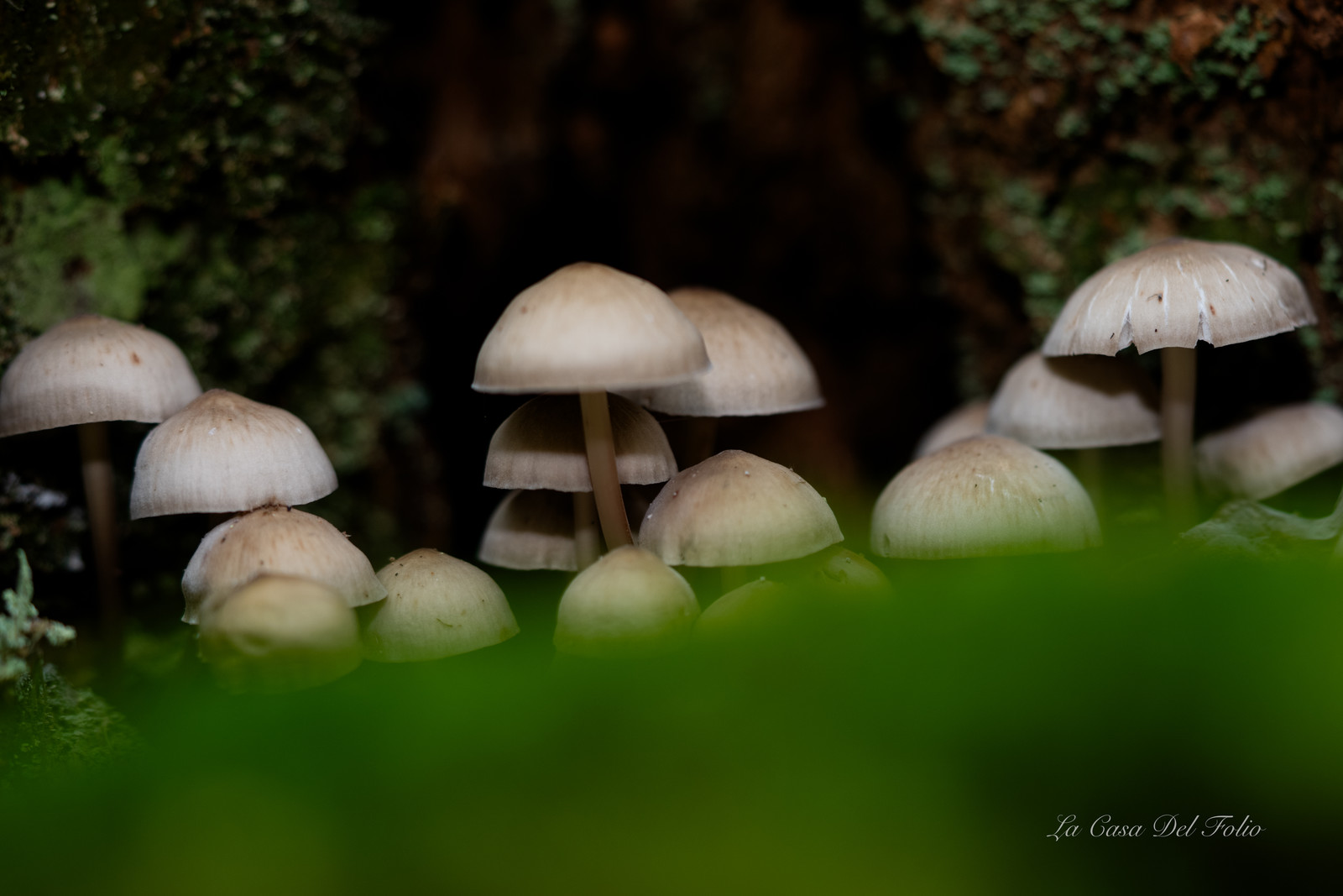 Mushroom