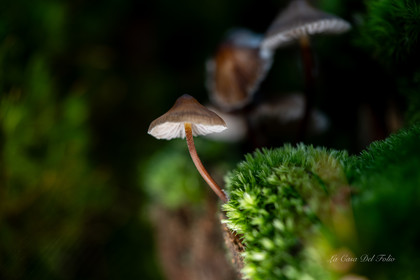 Mushroom