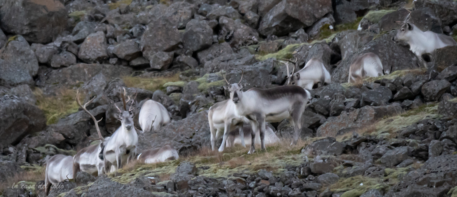 Islande