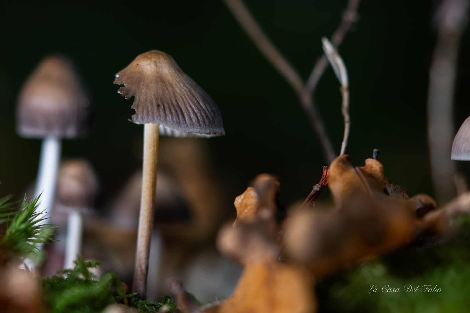 Mushroom