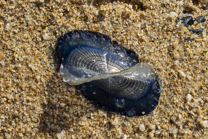Velella velella