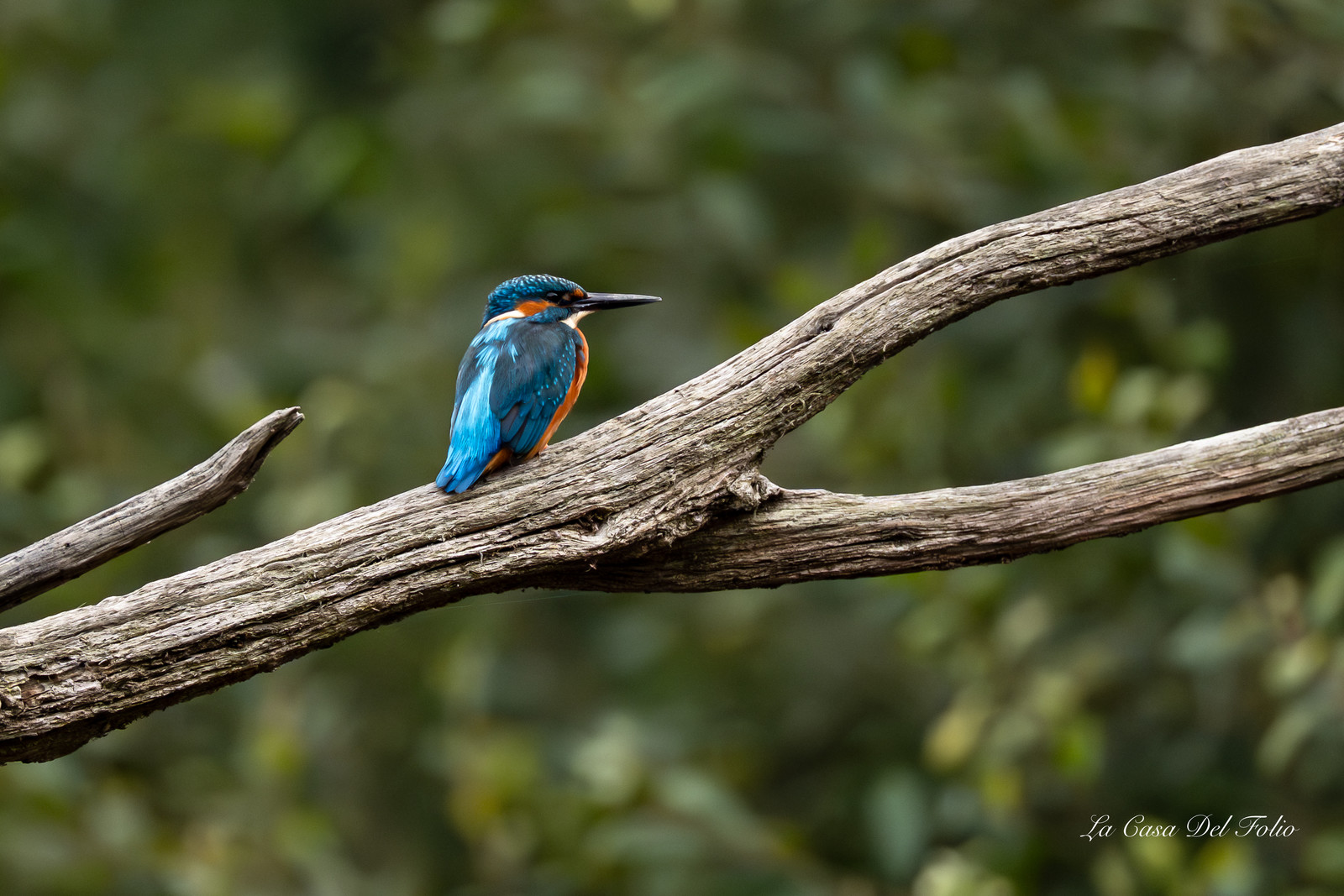 Kingfisher