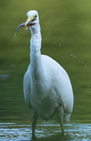 Grande Aigrette