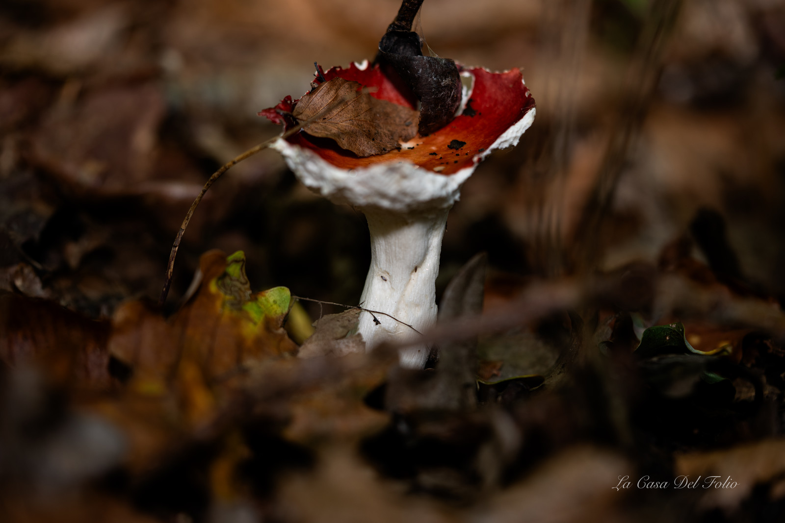 Mushroom
