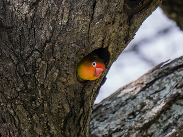 Oiseau coloré de Tanzanie
