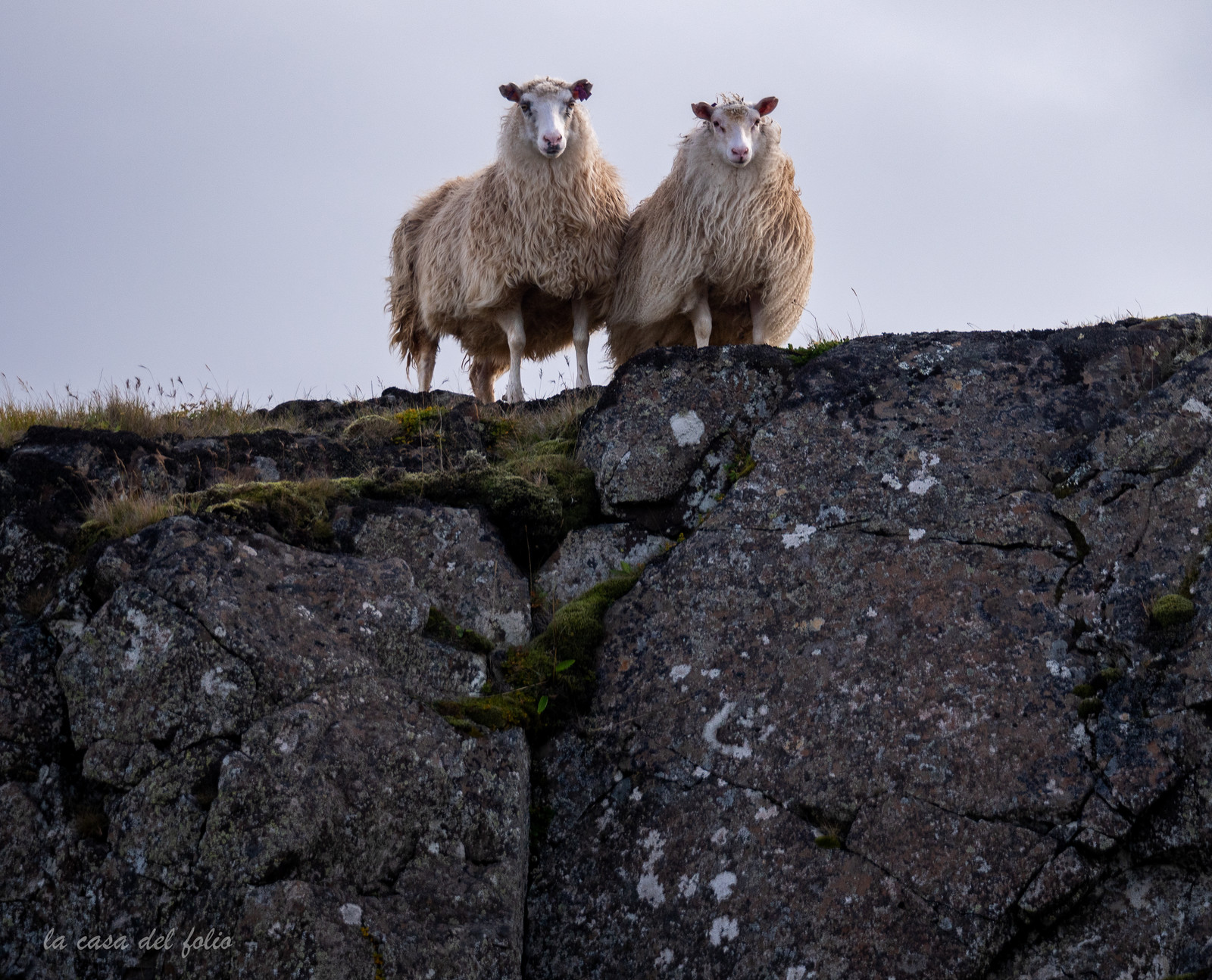Islande