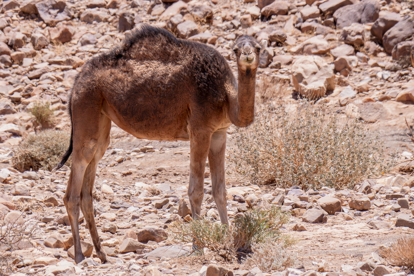 Maroc