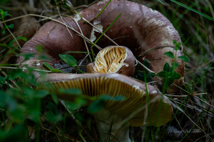 Mushroom