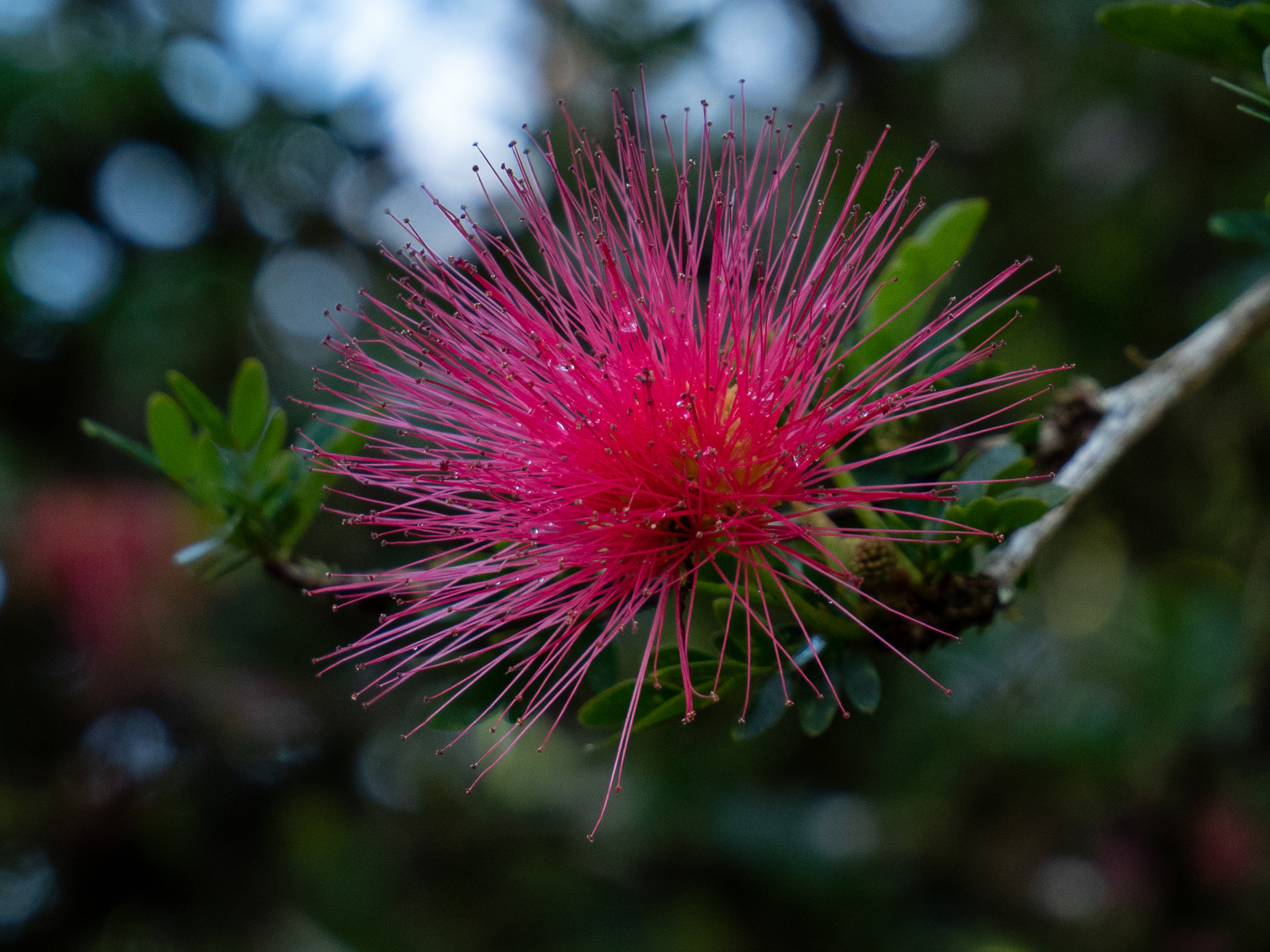 Pompon du marin   Calliandra surinamensis