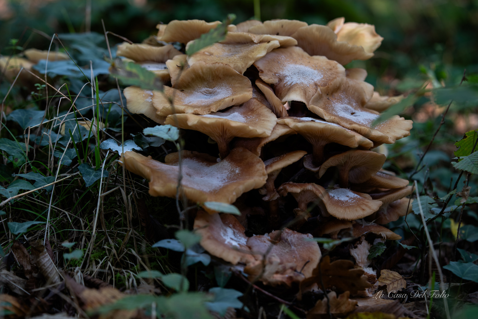 Mushroom