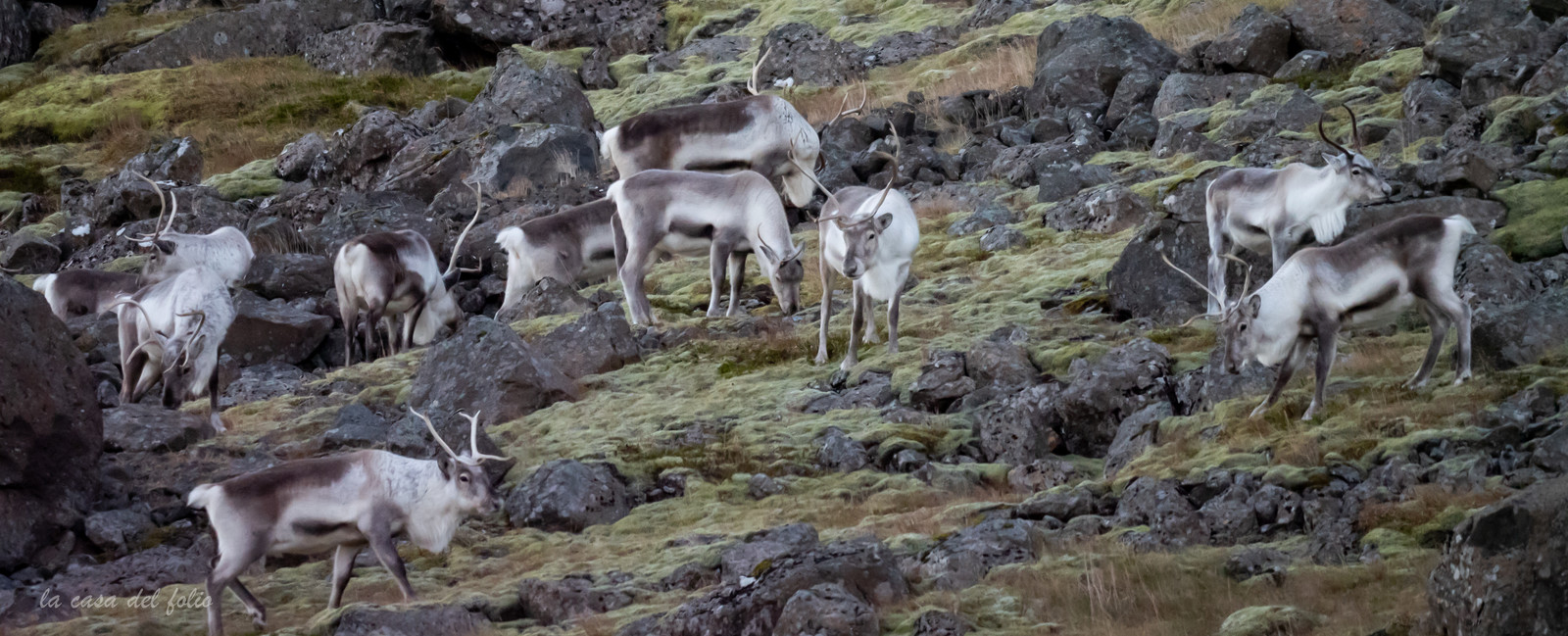 Islande