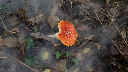 Champignon; Mushroom
