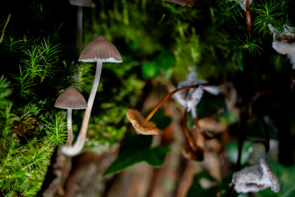 Mushroom
