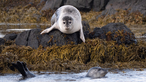 Phoques d'Islande