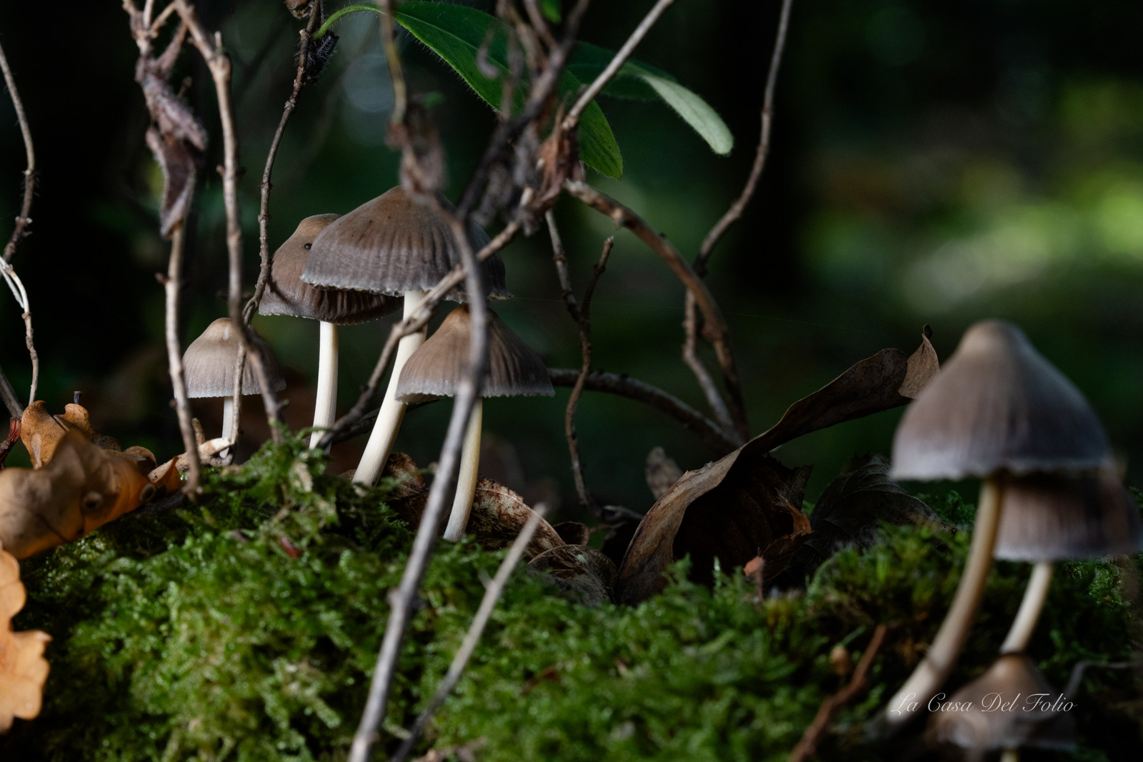 Mushroom