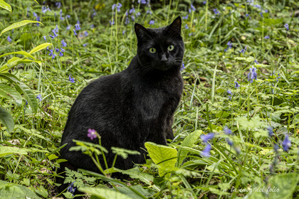 Zazou le chat