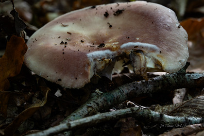 Mushroom