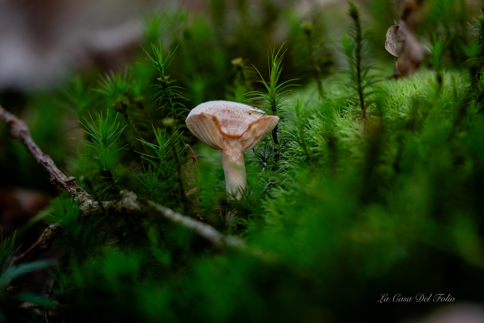 Mushroom