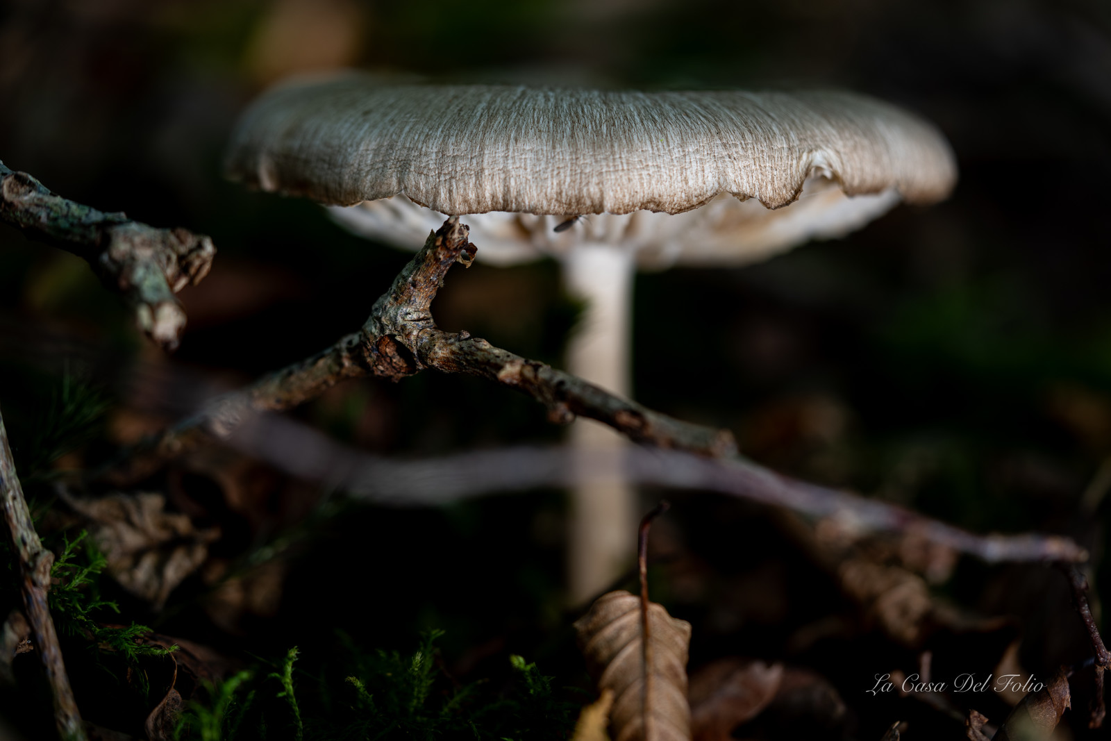 Mushroom