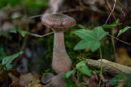 Mushroom