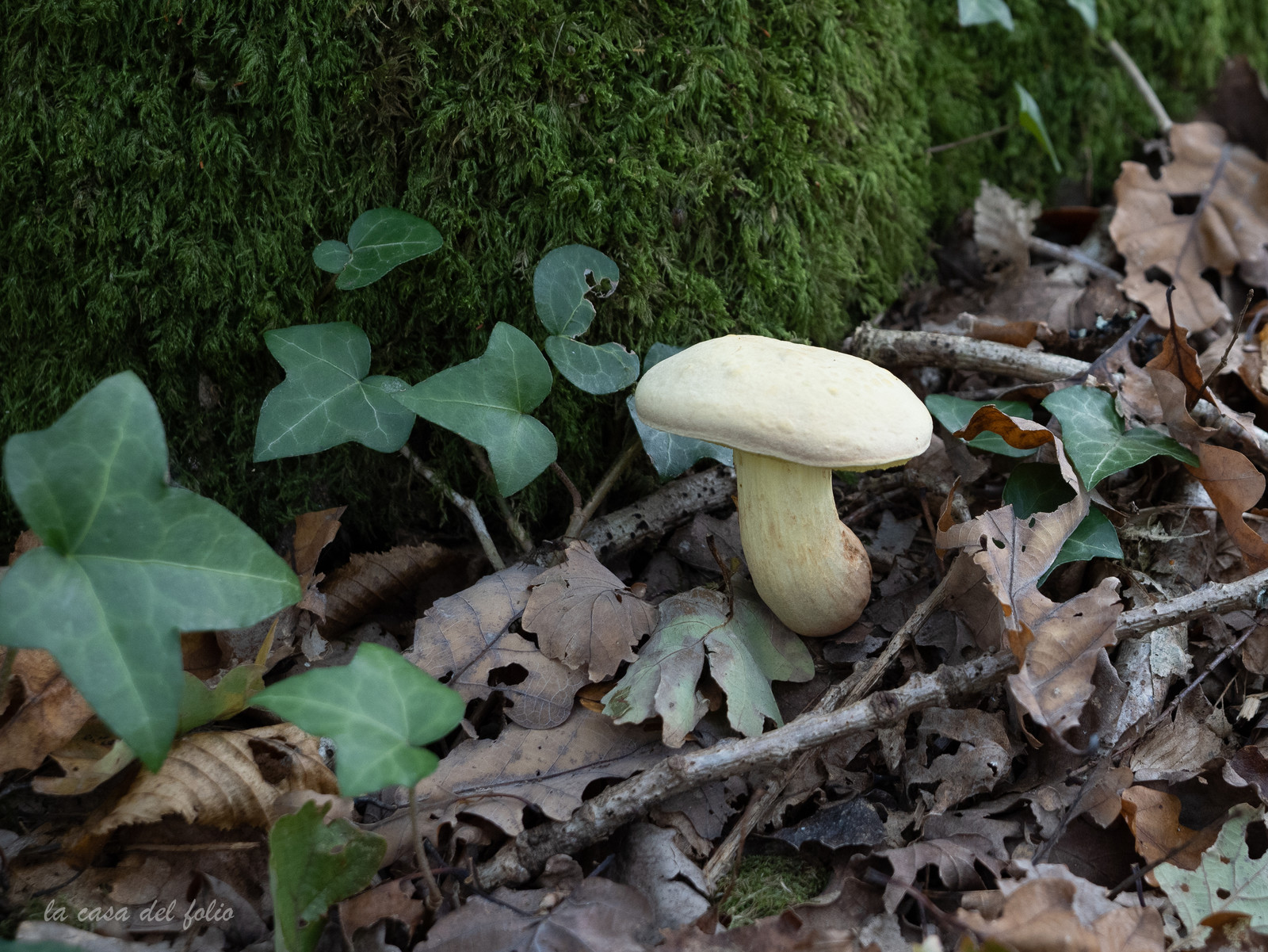 Champignon; Mushroom